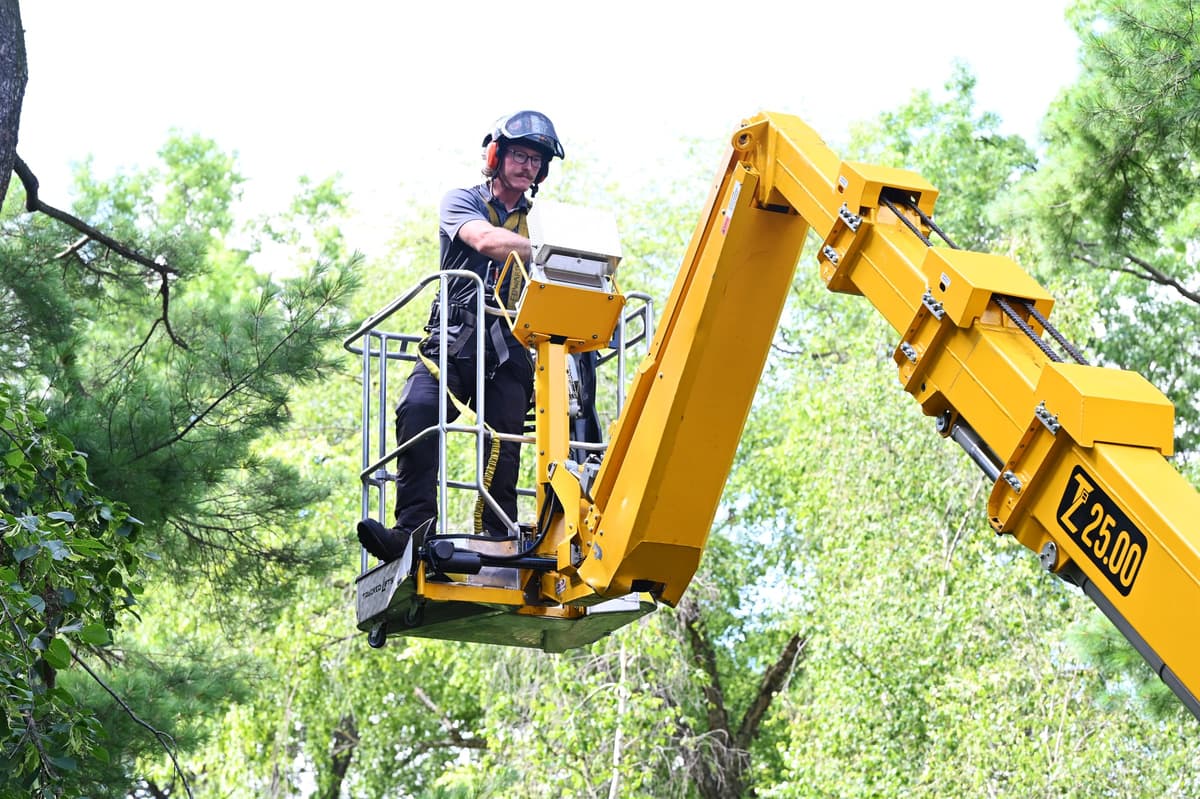 Tree Care Enterprises arborist working from an aerial lift bucket in a tree canopy
