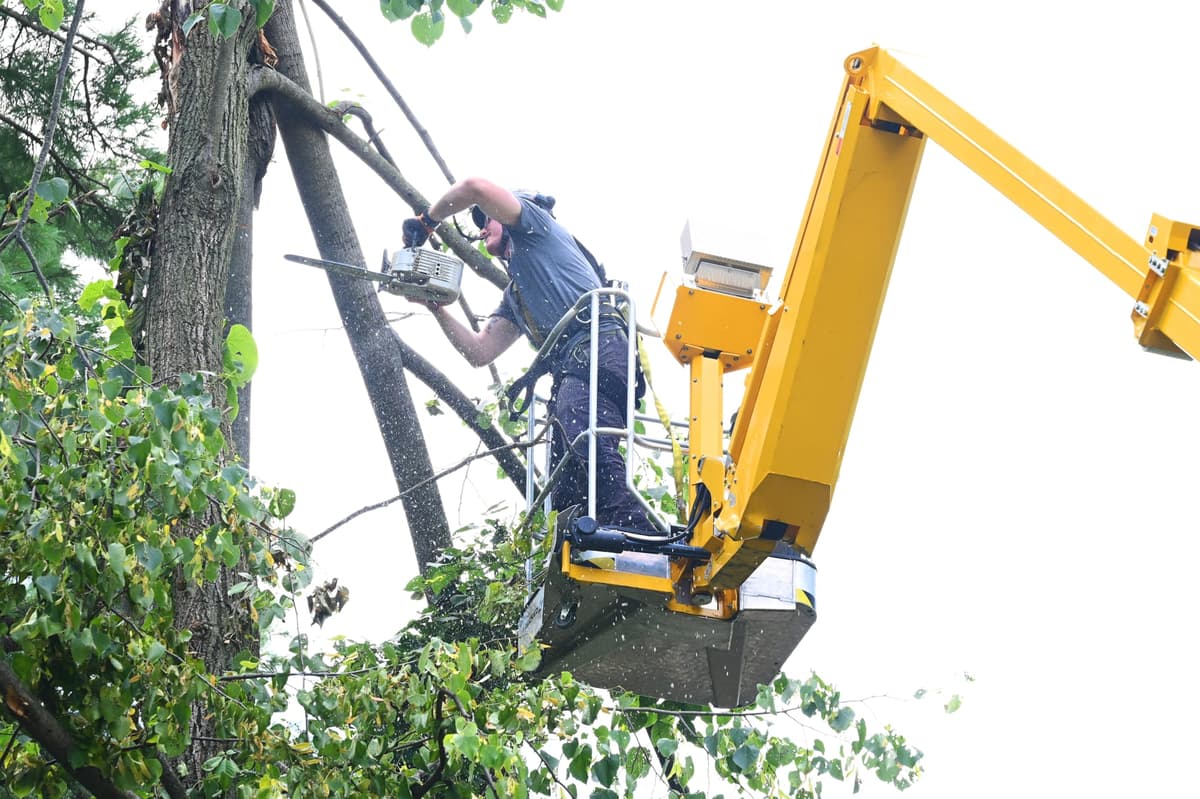 Tree Service Worker Performing Hazardous Tree Removal.