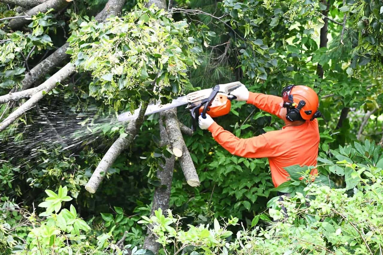 Tree Care Enterprises crew on a job site