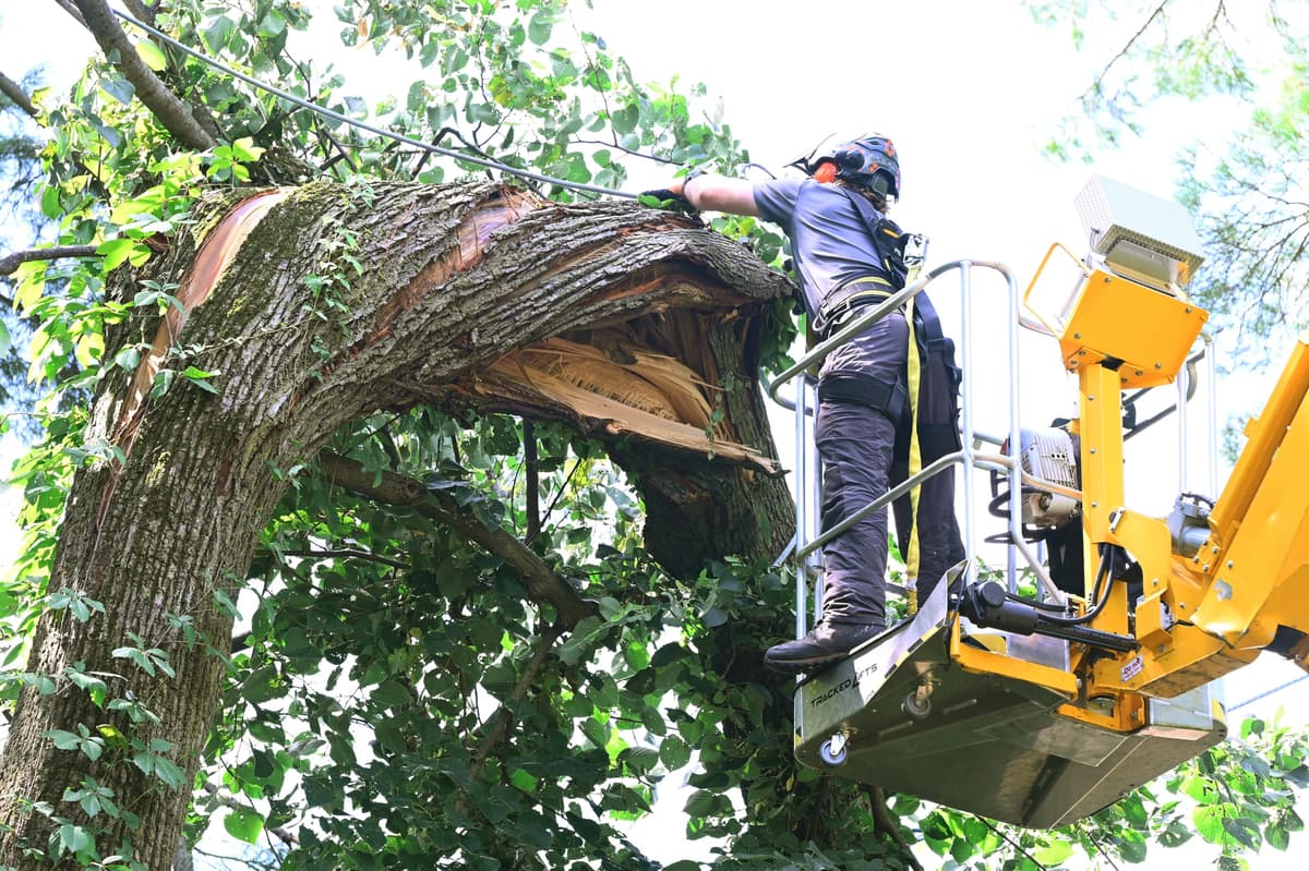 Tree Service Worker Performing Hazardous Tree Removal.