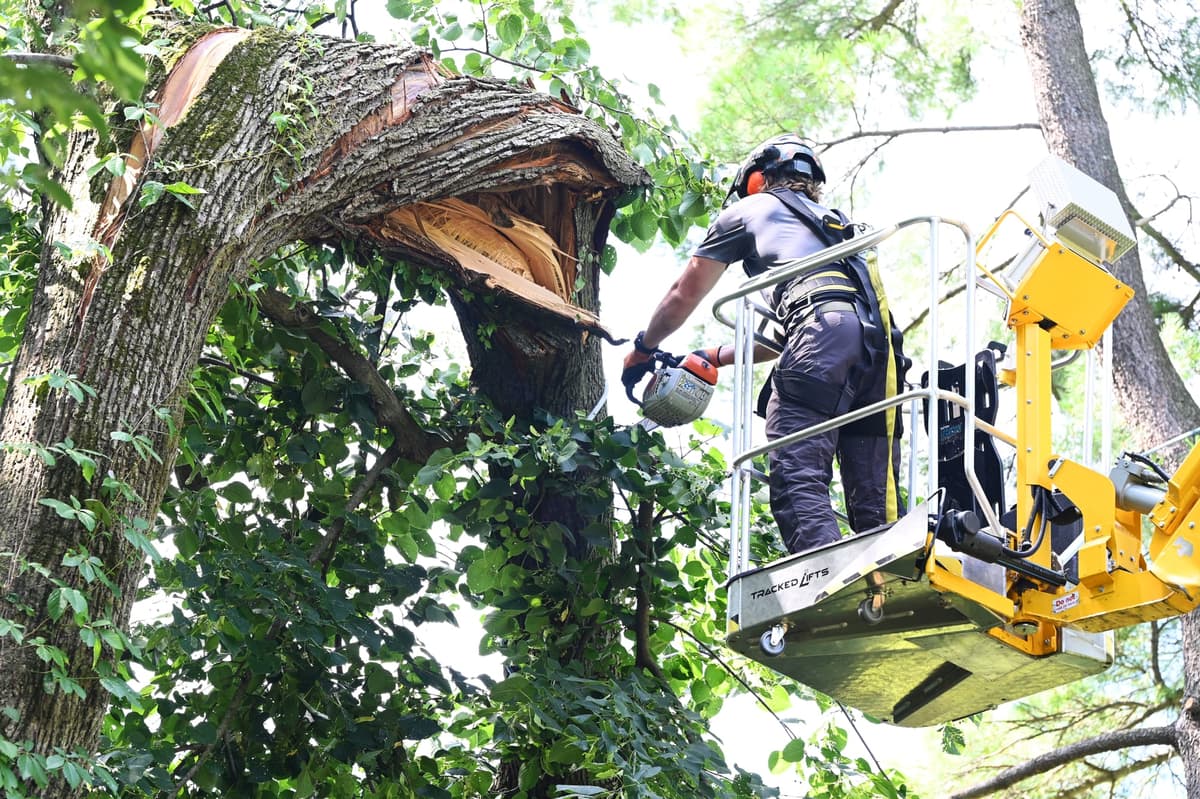 Tree Care Enterprises crew on a job site