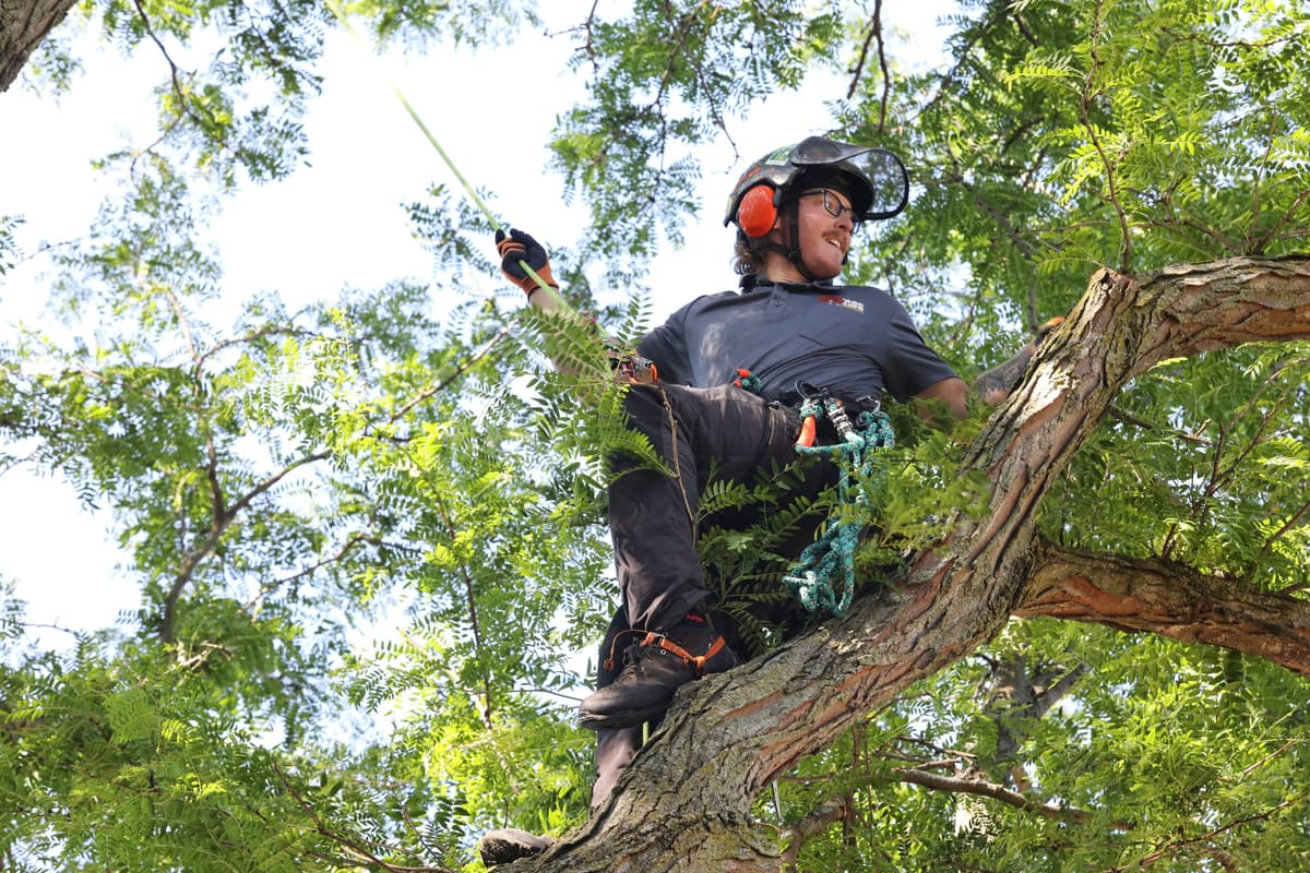 Tree Care Enterprises crew on a job site
