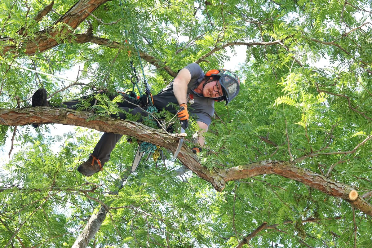 Tree Service Worker Performing Hazardous Tree Removal.