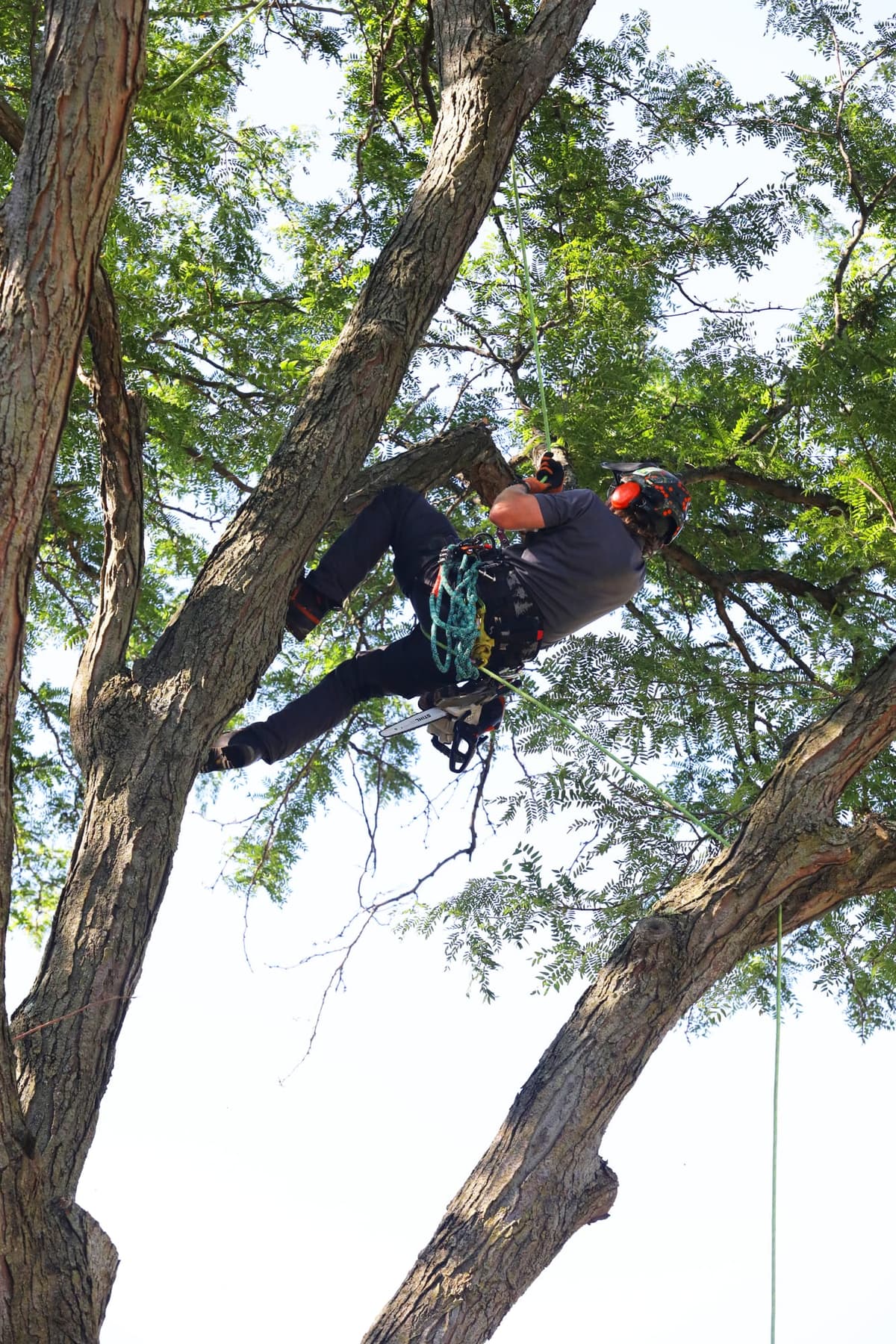 Tree Care Enterprises crew on a job site
