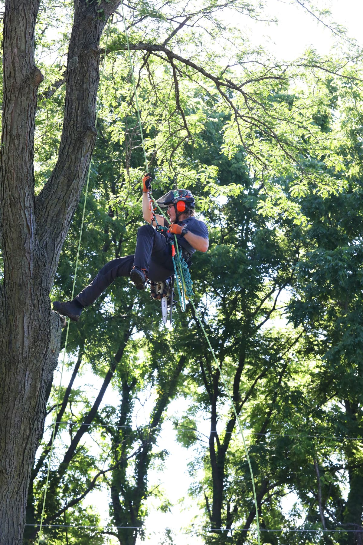 Tree Care Enterprises crew on a job site in northern Illinois