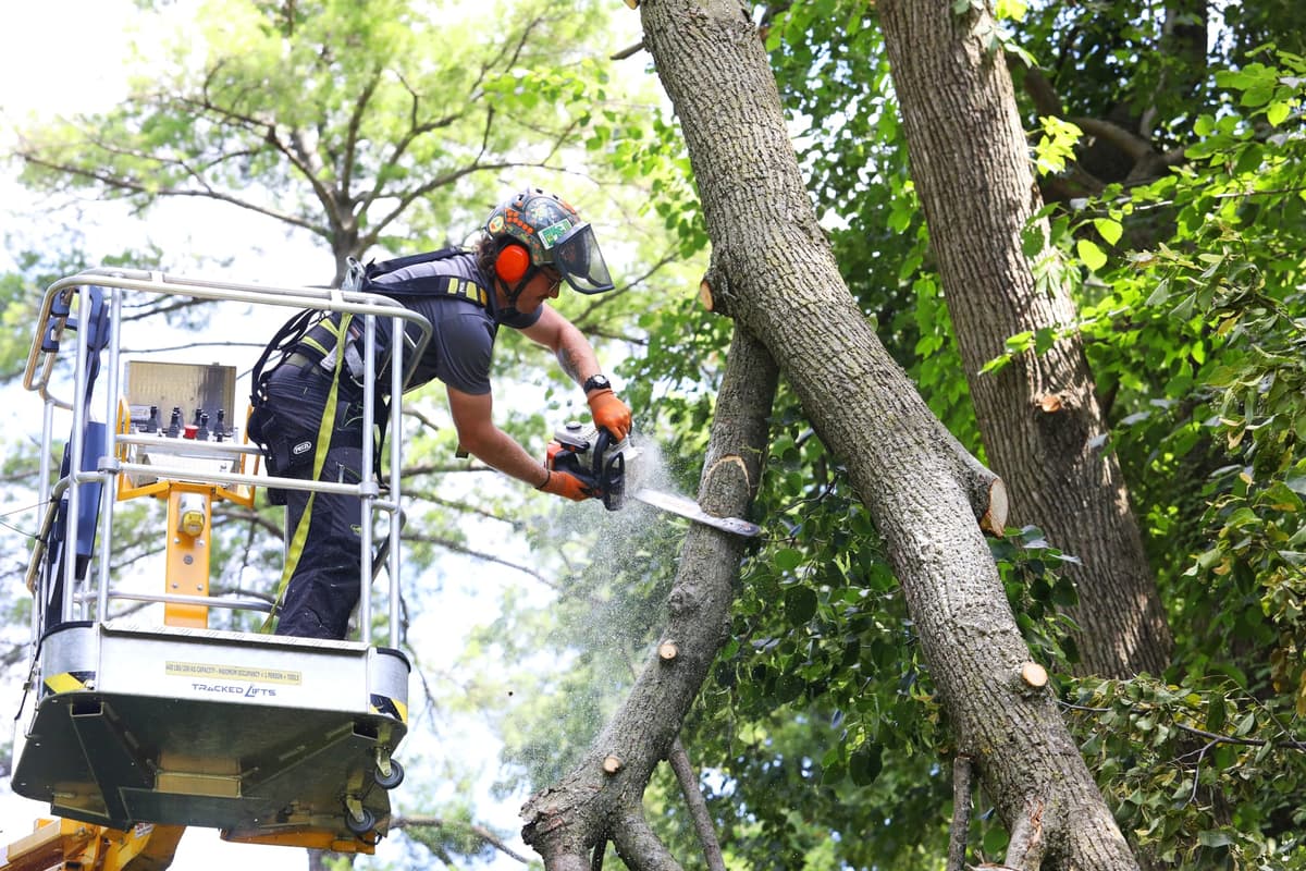Tree Care Enterprises crew on a job site