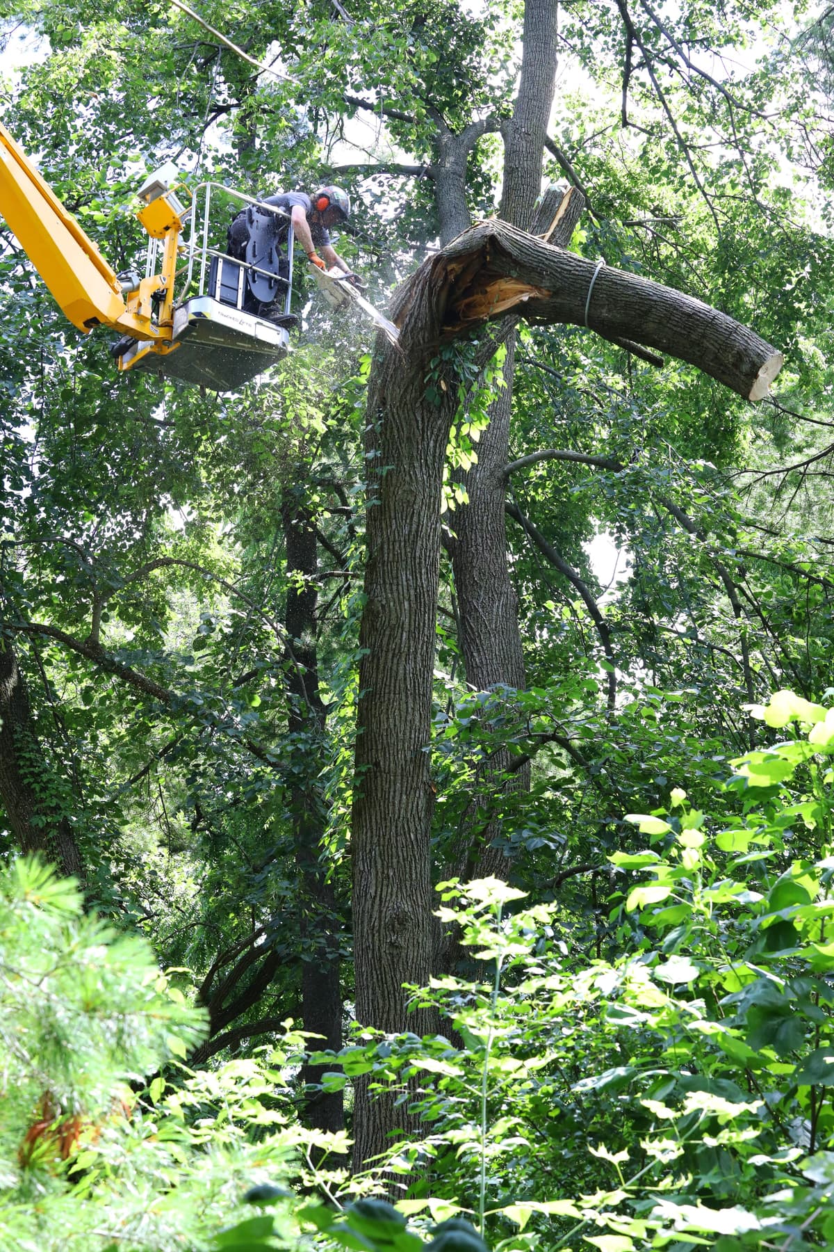 Tree Service Worker Performing Hazardous Tree Removal.