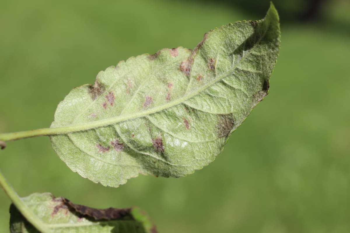 Effective Insect & Disease Control Tips for Summer and Early Fall