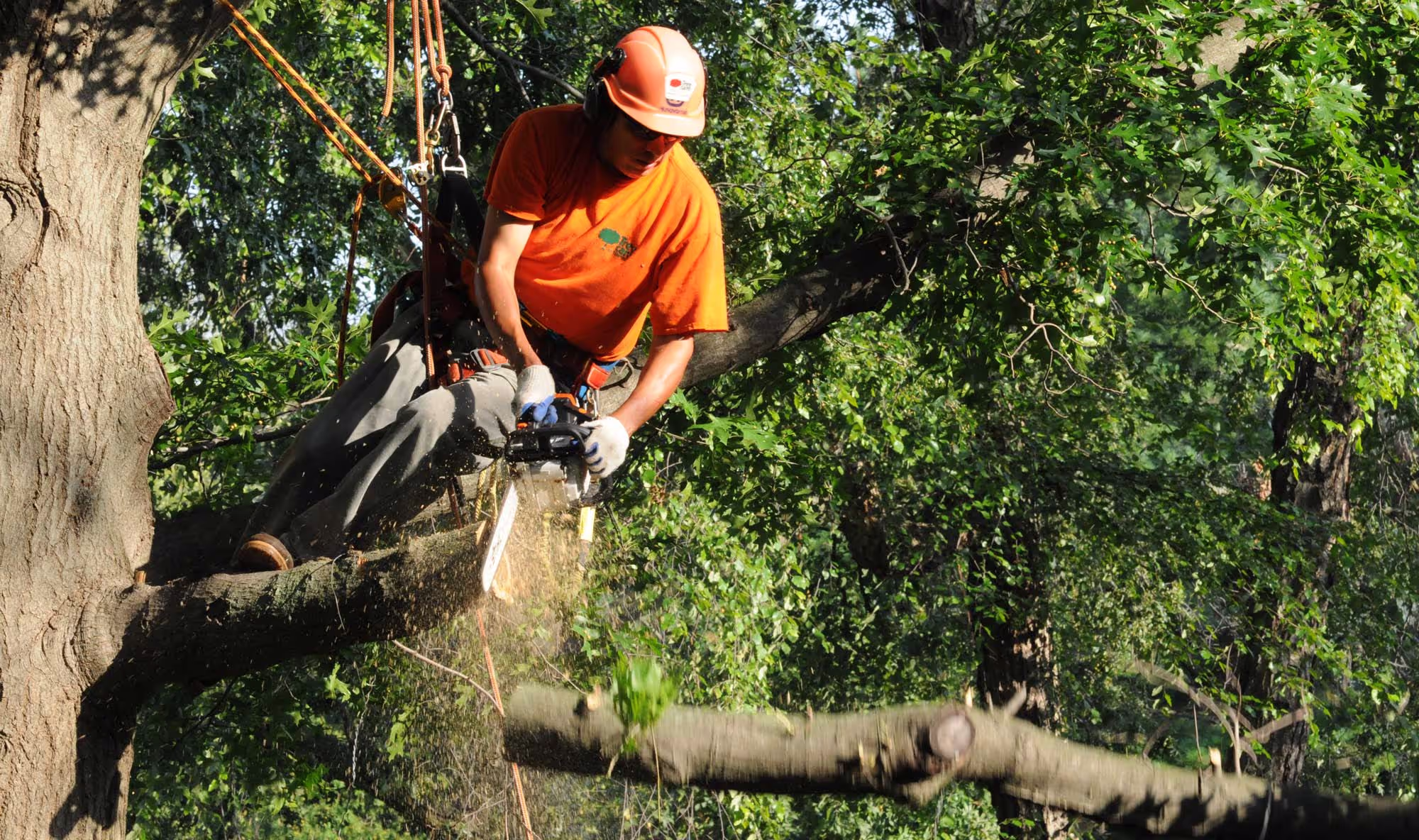 What to Expect from a Free Tree Service Estimate in Rockford