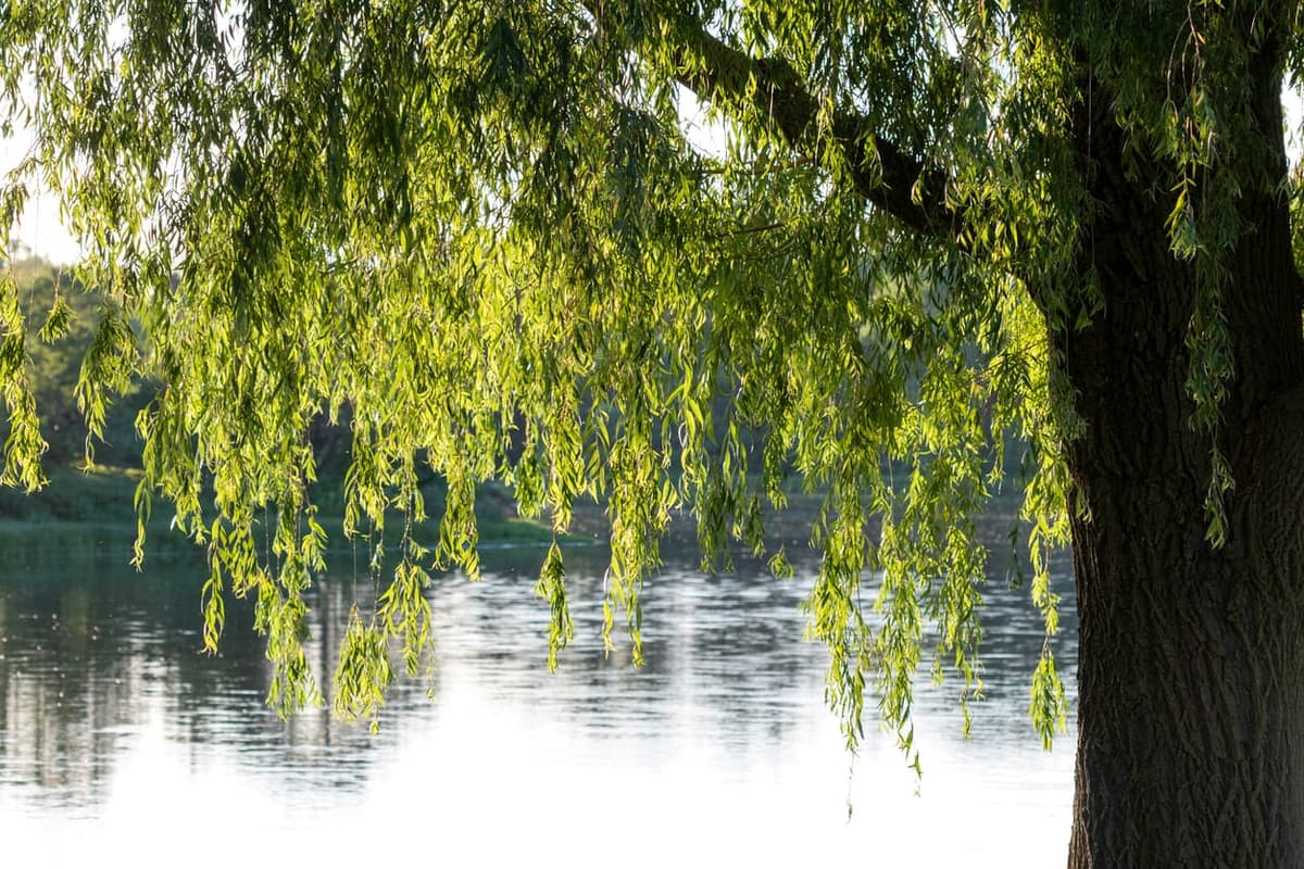 How to Protect Your Trees from Drought Stress During Hot Illinois Summers