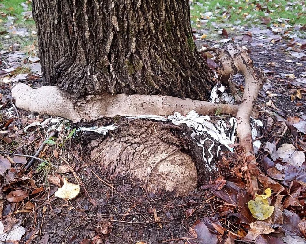 Root Girdling