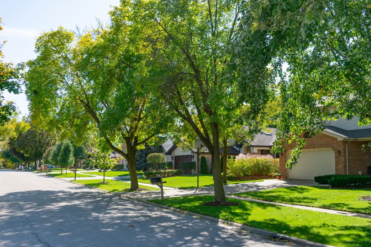 Signs Your Tree Needs Removal — And How to Do It Safely