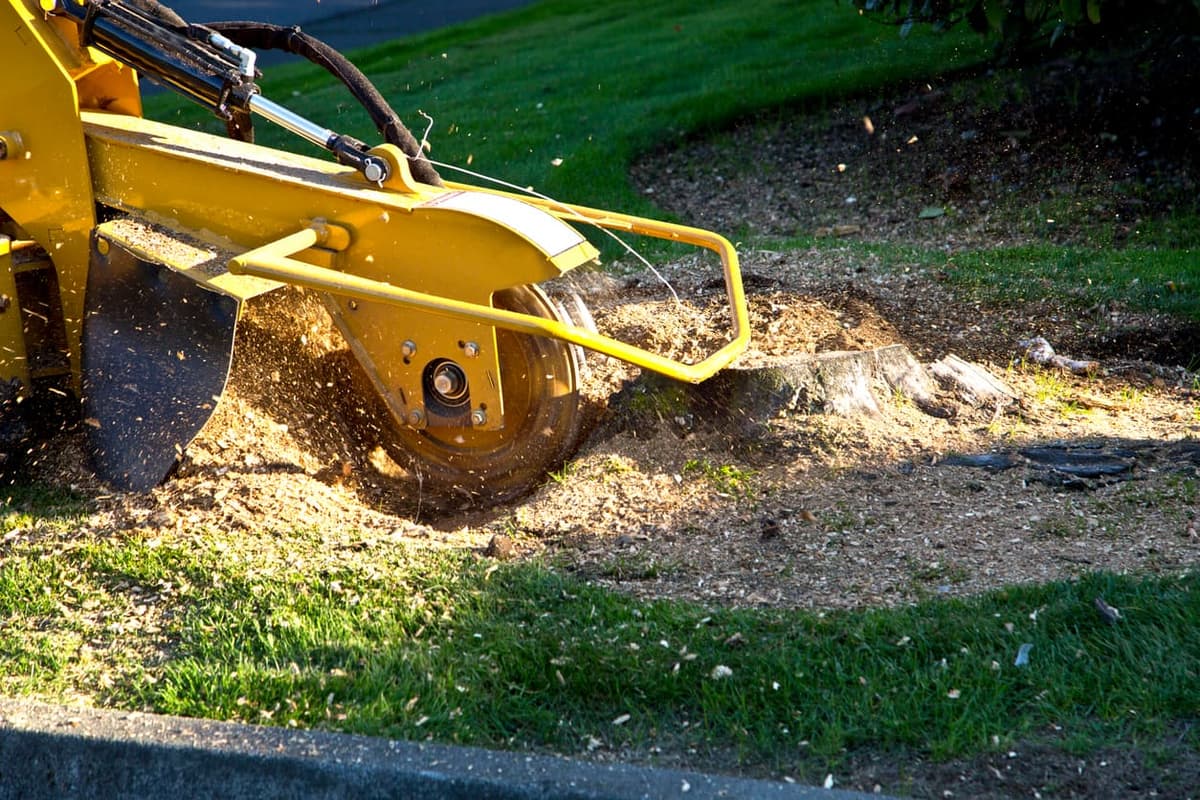 Professional Stump Grinding in Rockford: What to Expect and What It Costs