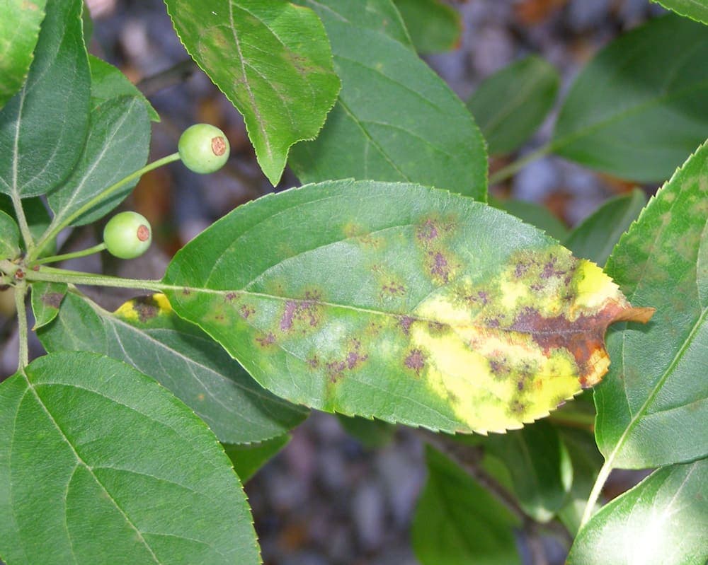 Treatment: Apple Scab — Protecting Your Ornamental Crabapples