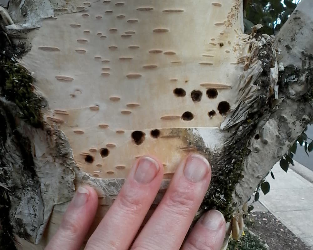 Treatment: Bronze Birch Borer