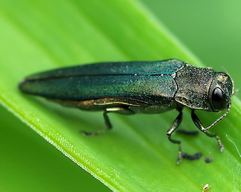 Treatment: Emerald Ash Borer (EAB)