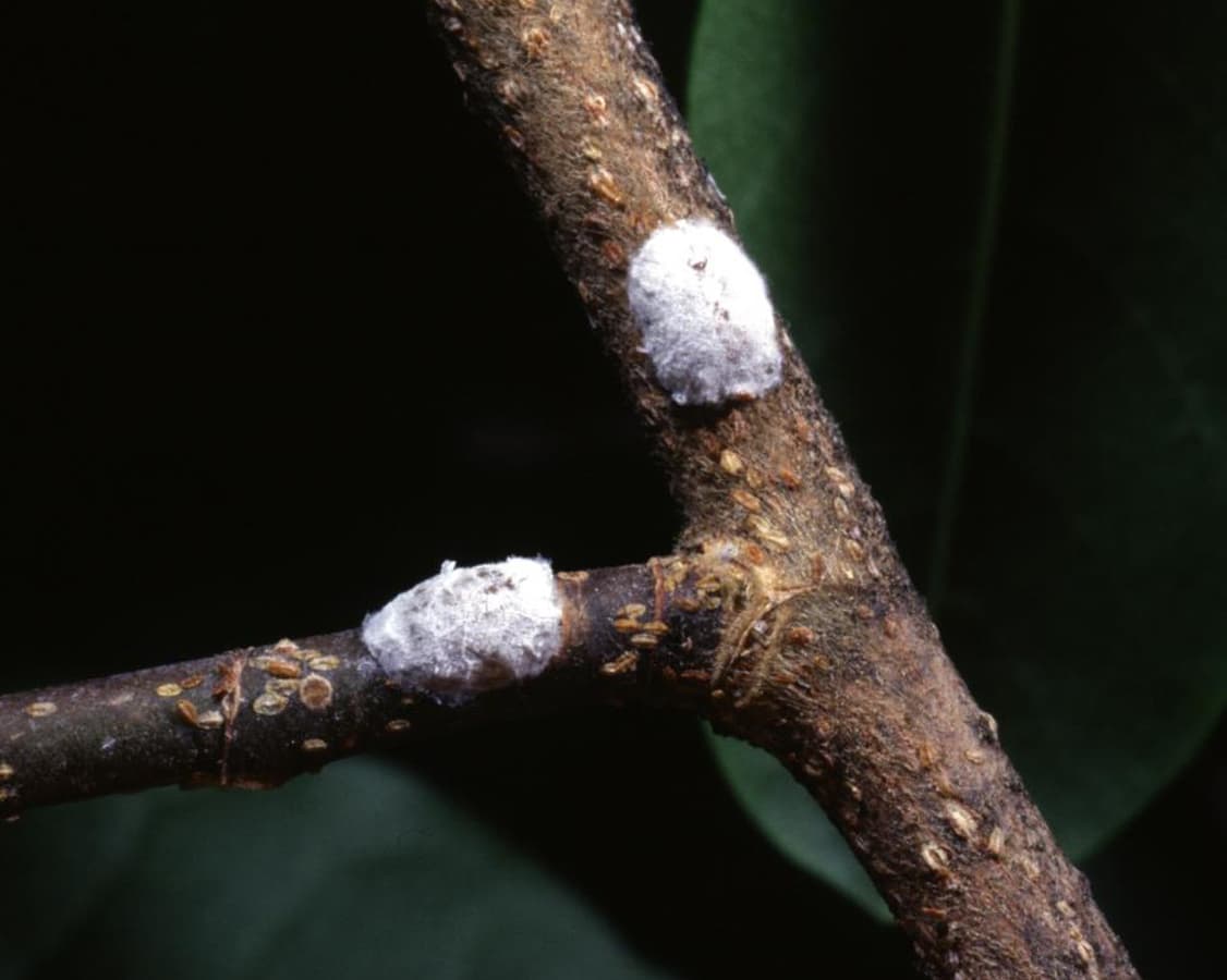 Treatment: Magnolia Scale — Protecting Your Magnolia Trees