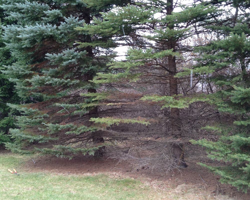 Treatment: Rhizosphaera Needle Cast — Restoring Your Blue Spruce