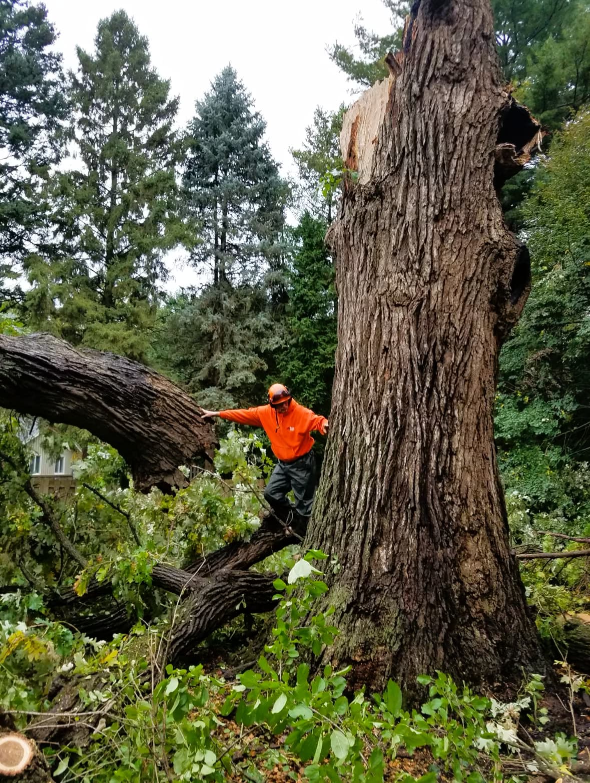 What Is an ISA Certified Arborist — And Why It Matters for Your Trees
