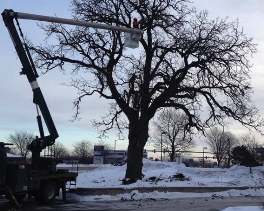 Winter Pruning: Why It's the Best Time to Prune Your Oaks and Elms