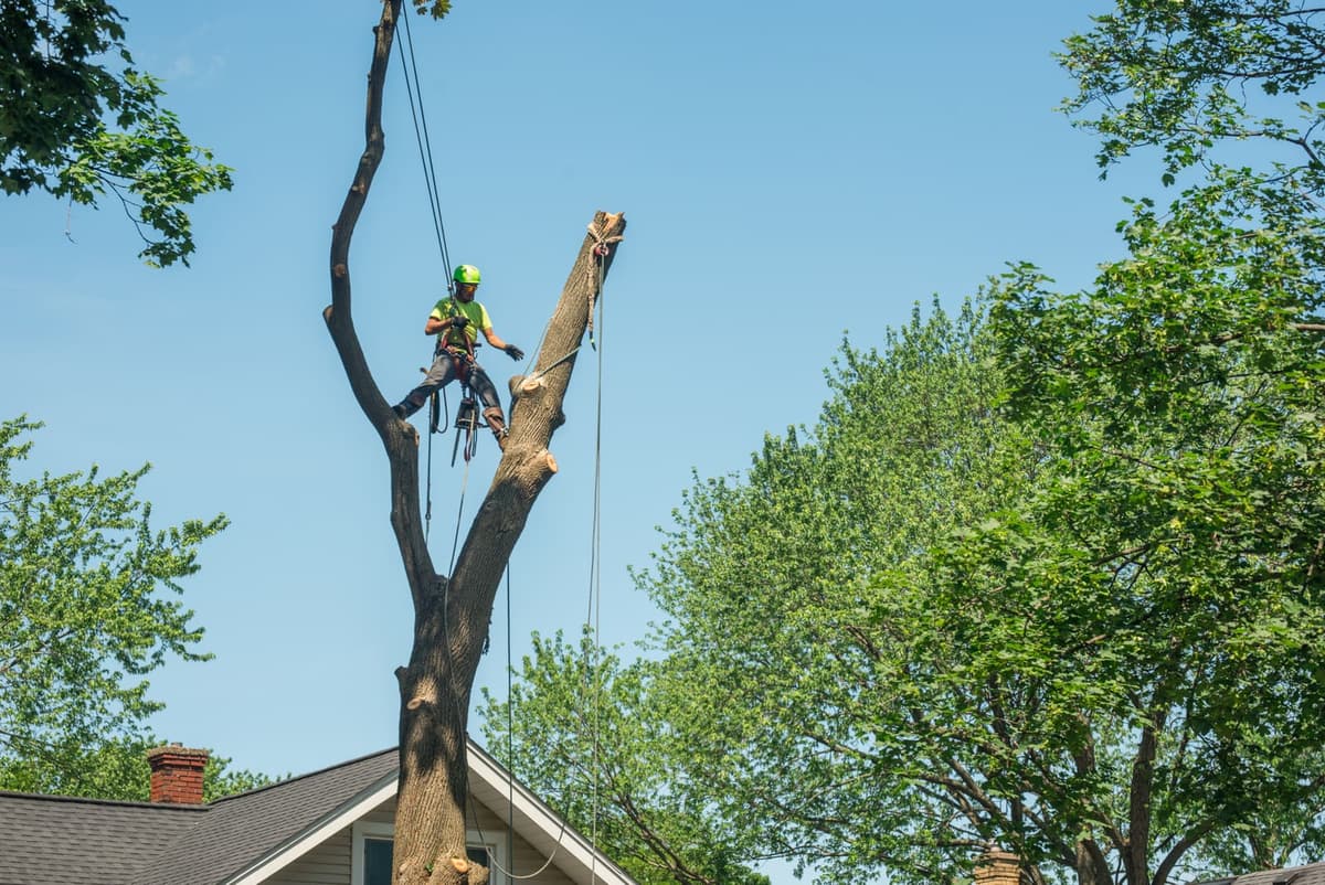 Tree Care Enterprises service area across Rockford, IL, Lake Geneva, WI, and the broader Stateline region