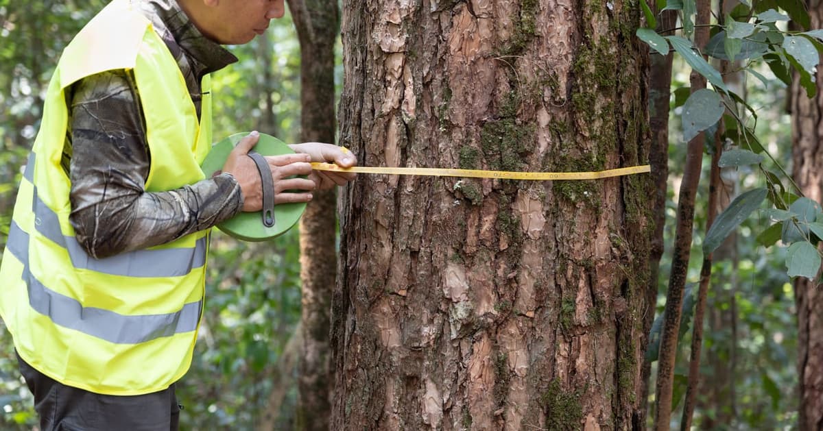 Structural Support — Tree Care Enterprises