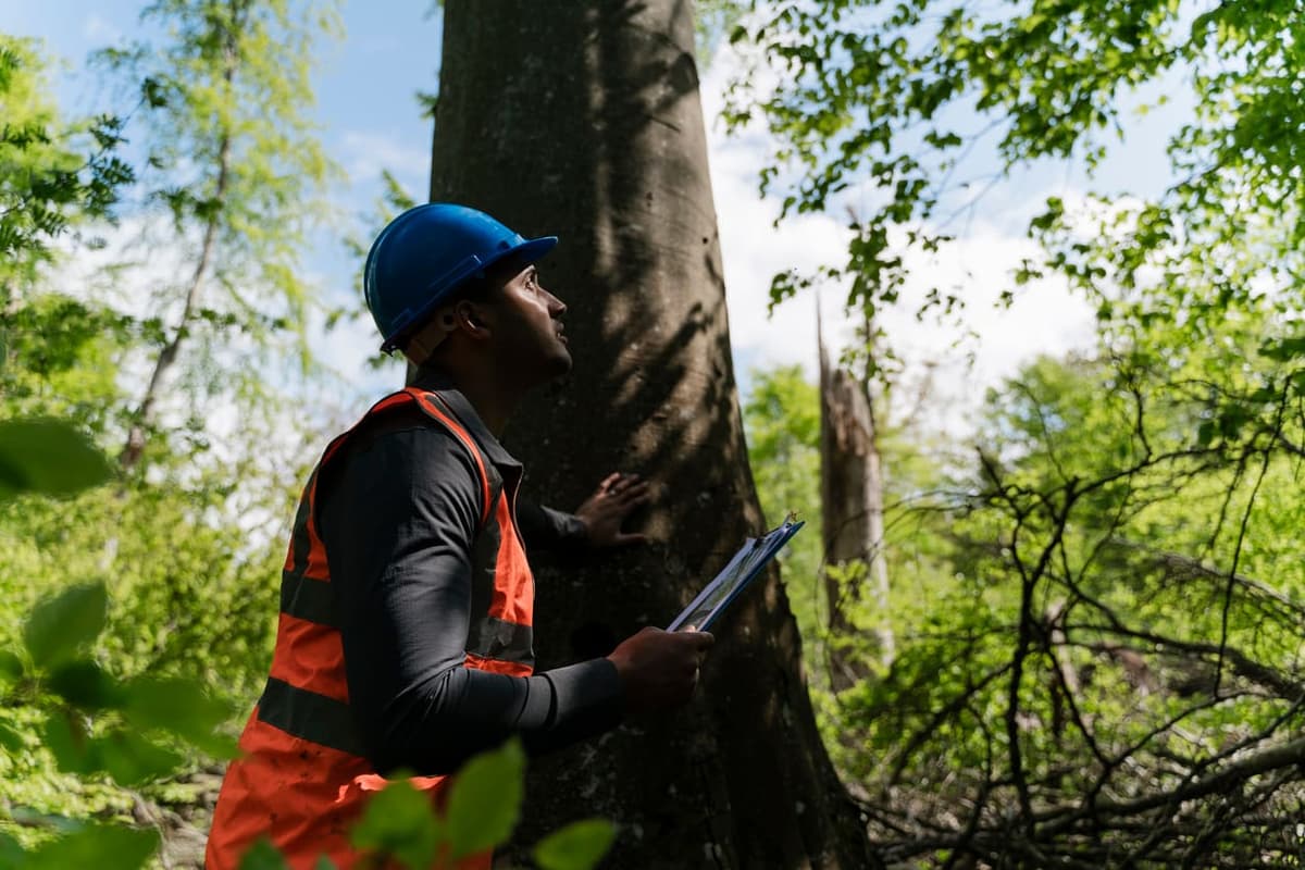 Tree Preservation — Tree Care Enterprises