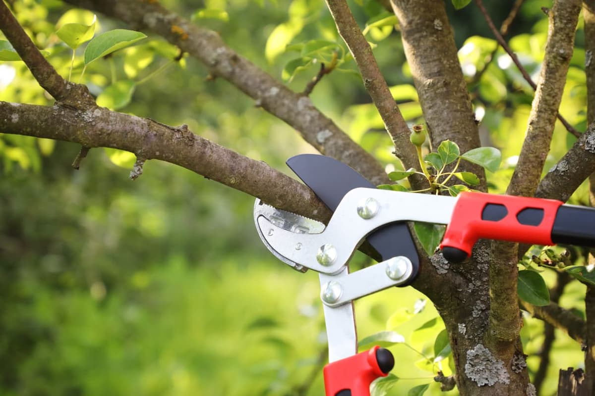 When Is the Best Time to Trim Trees in Illinois? A Seasonal Guide