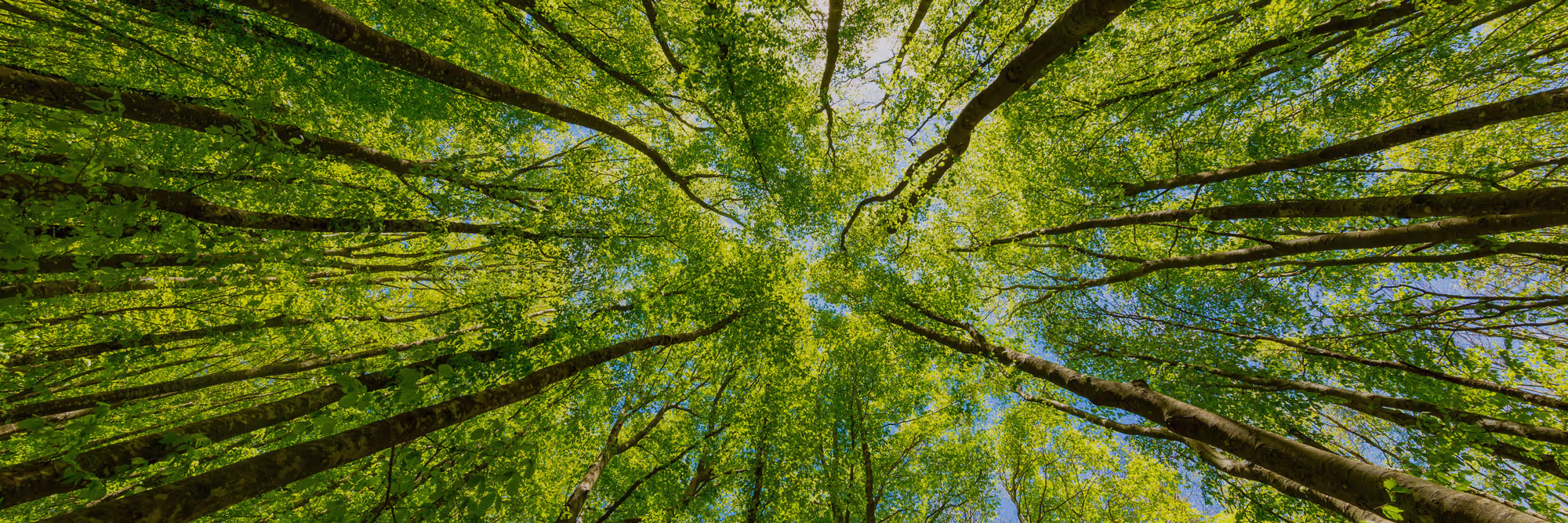 Tree Removal — Tree Care Enterprises