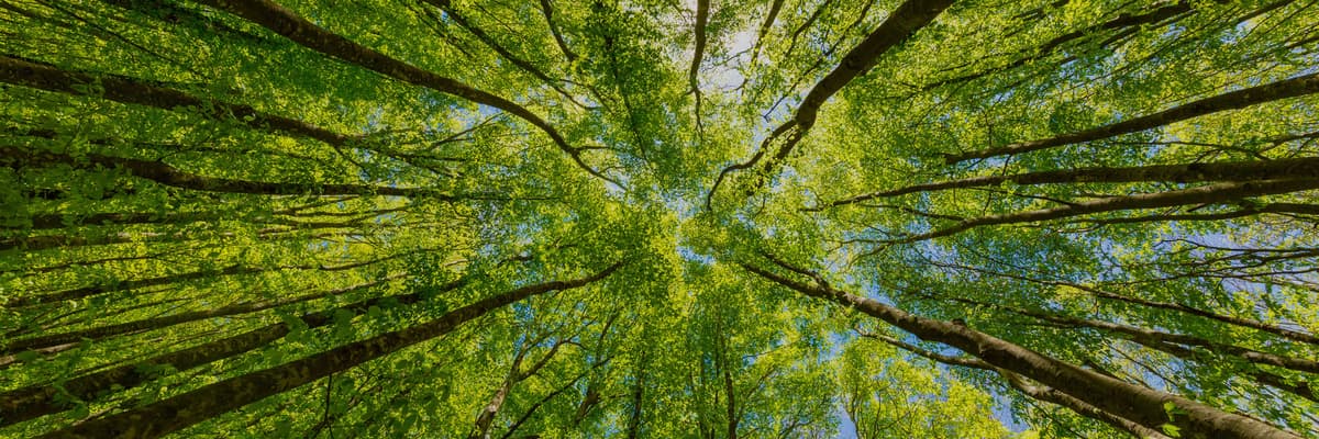 Tree Removal — Tree Care Enterprises